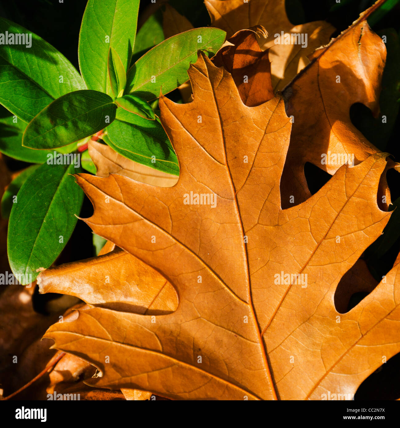 Close-up of brownish and green leaves Stock Photo