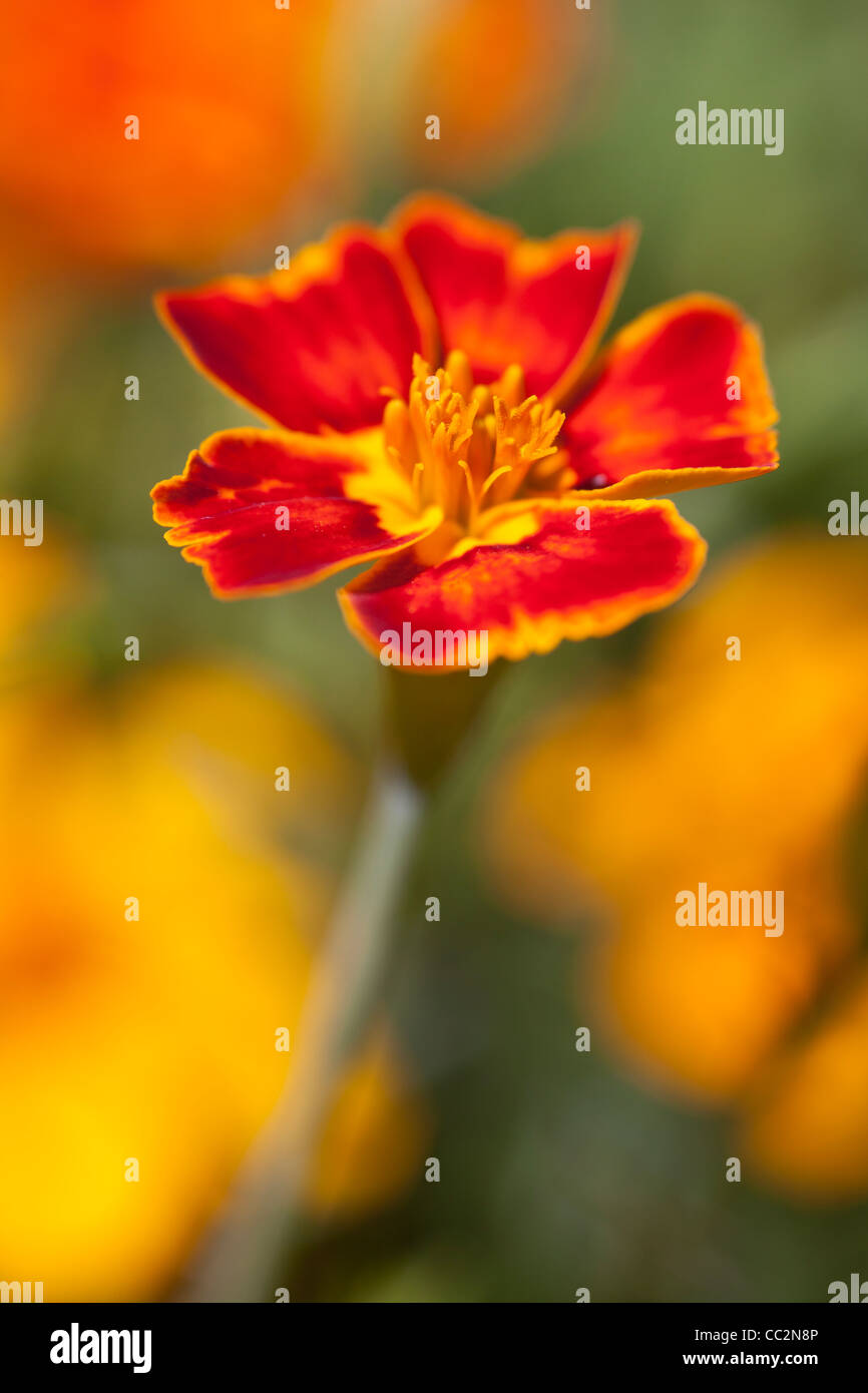 Single red flower head of Tagetes Stock Photo