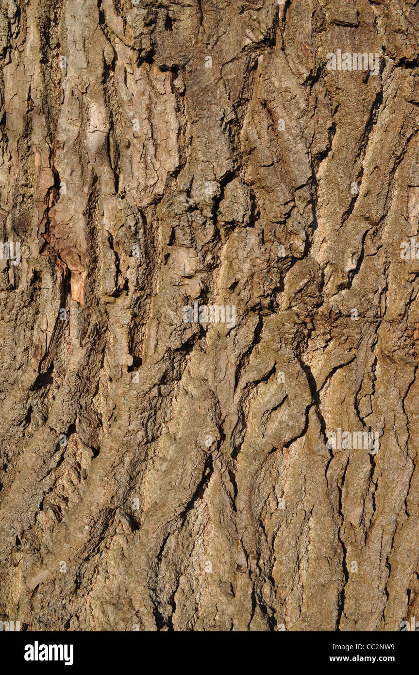 Willow tree bark hires stock photography and images Alamy