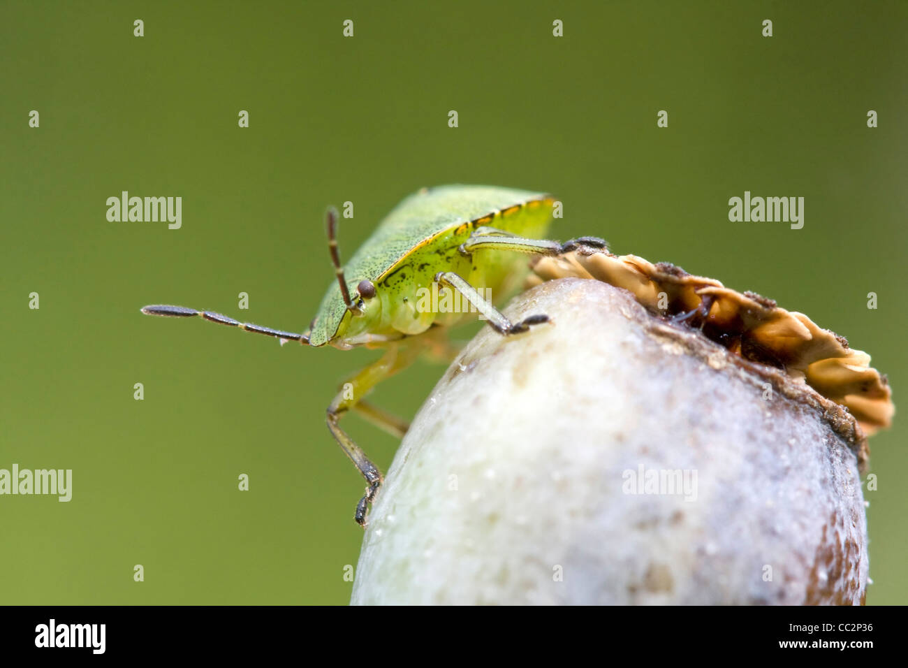 Green shield bug (Palomena prasina) Stock Photo
