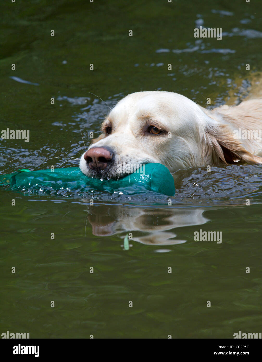 Golden Retriever at training with dummy in the water Stock Photo