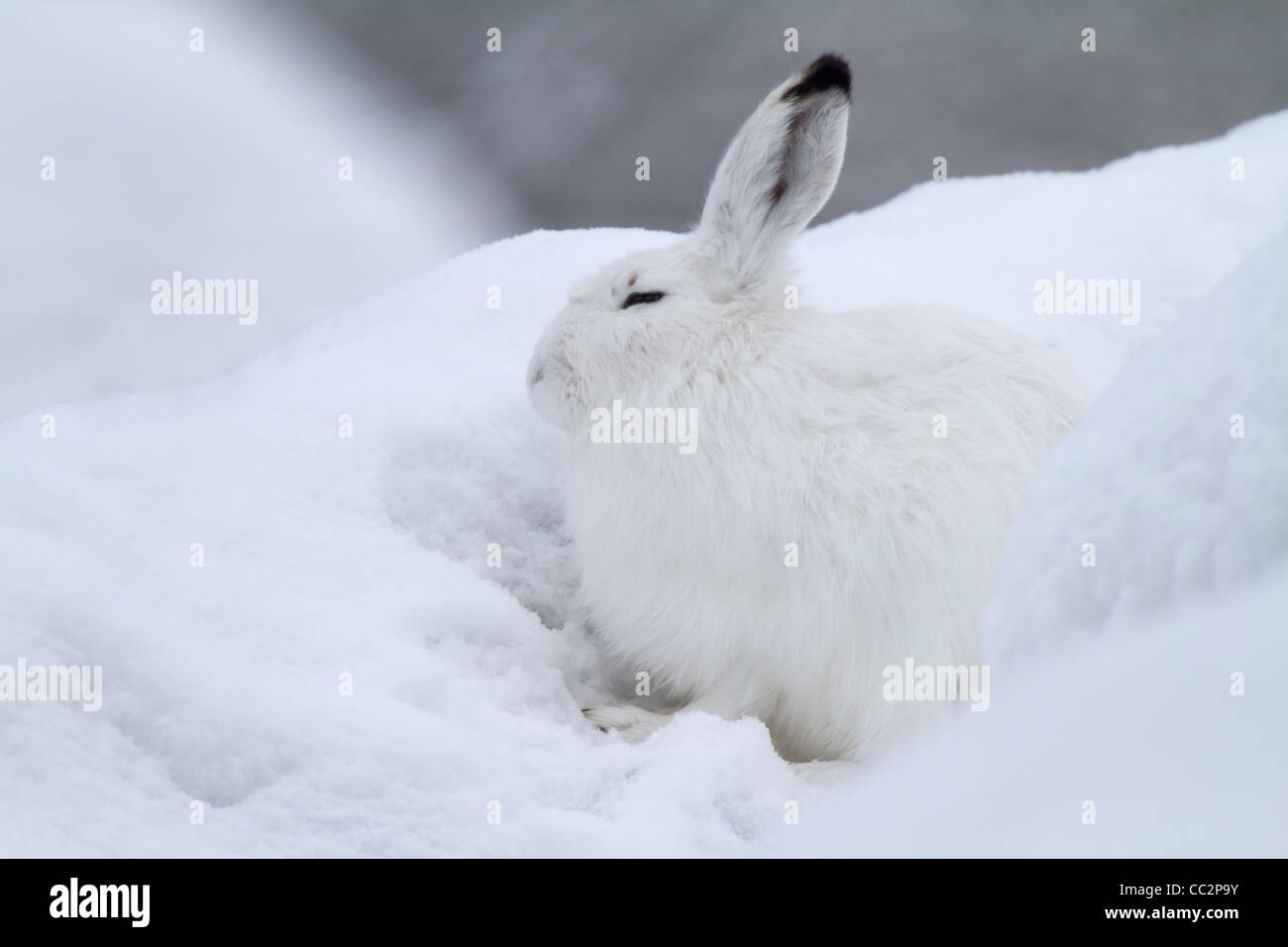 Mountain hare in the snow (Lepus timidus) Stock Photo