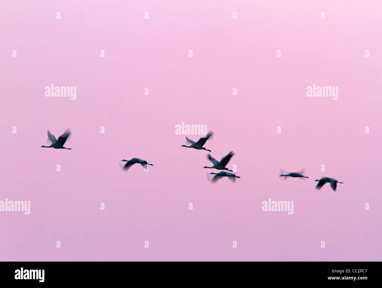 Common Cranes (Grus grus) Stock Photo