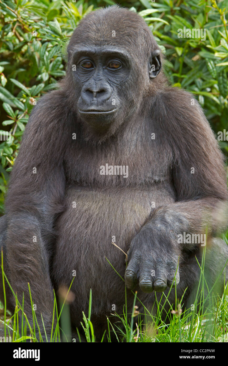 Young lowland gorilla (Gorilla gorilla gorilla) Stock Photo