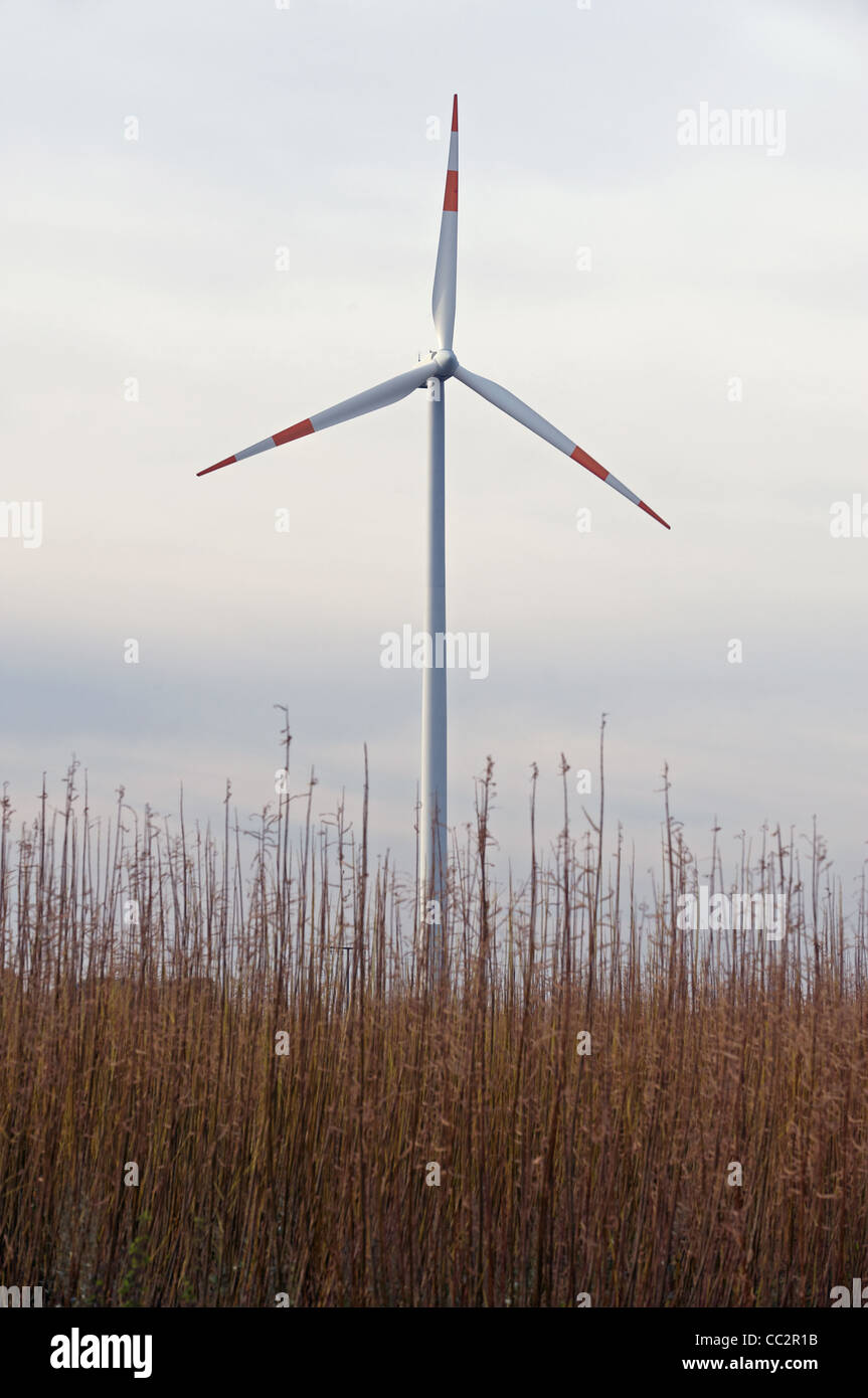 Wind turbine standing in field growing a reed crop used as biomass energy Stock Photo