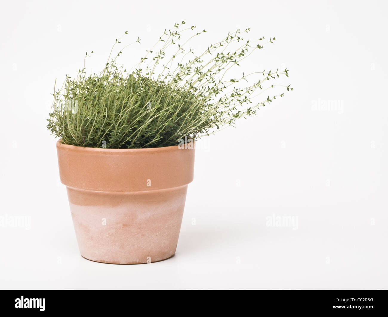 Thyme in a Terracotta pot Stock Photo