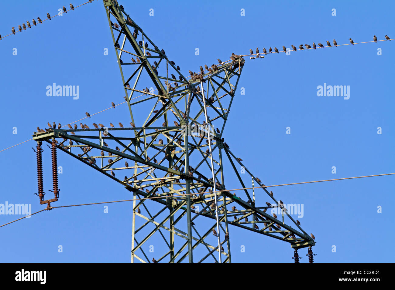 Starlings on a electricity pylon (Sturnus vulgaris) Stock Photo