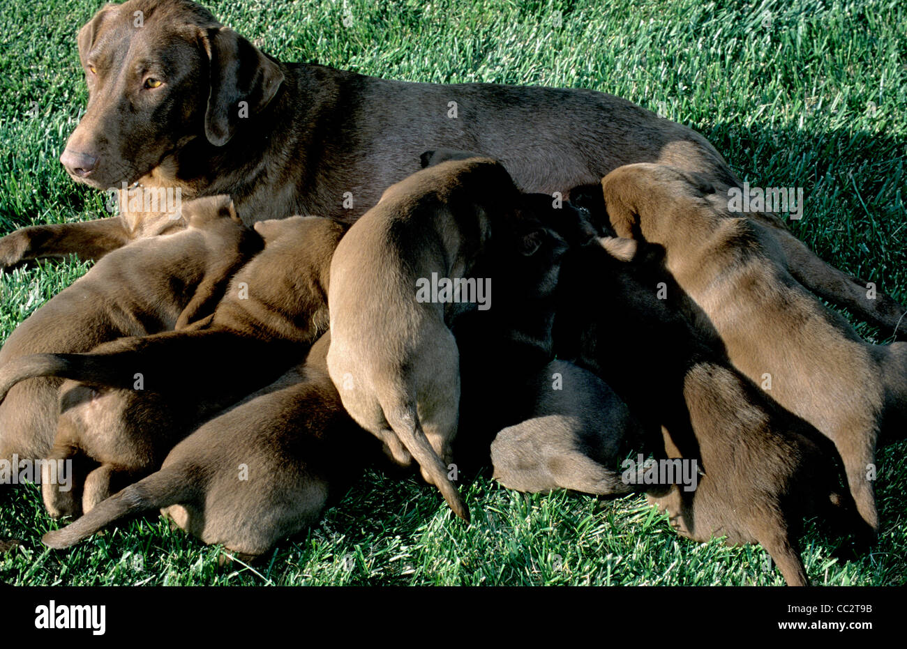 Lab puppies nursing hires stock photography and images Alamy