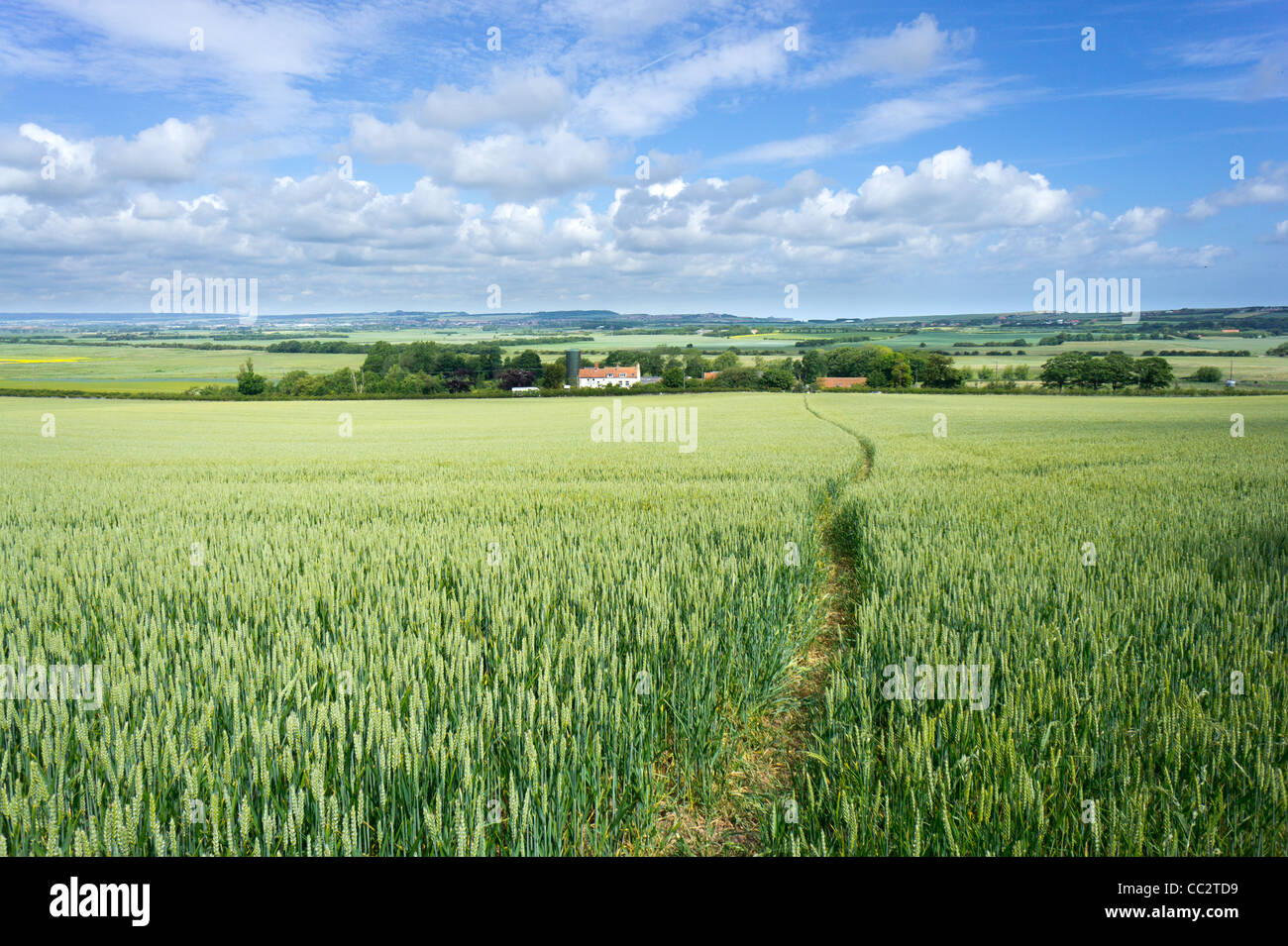 Path through a corn field near Filey North Yorkshire England Stock Photo