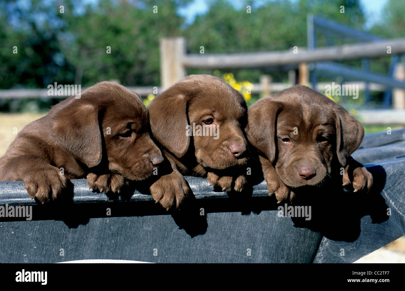Six-week-old chocolate Labrador puppies in wheelbarrow Stock Photo - Alamy