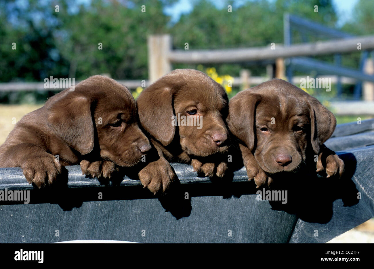 6 week old chocolate lab puppy