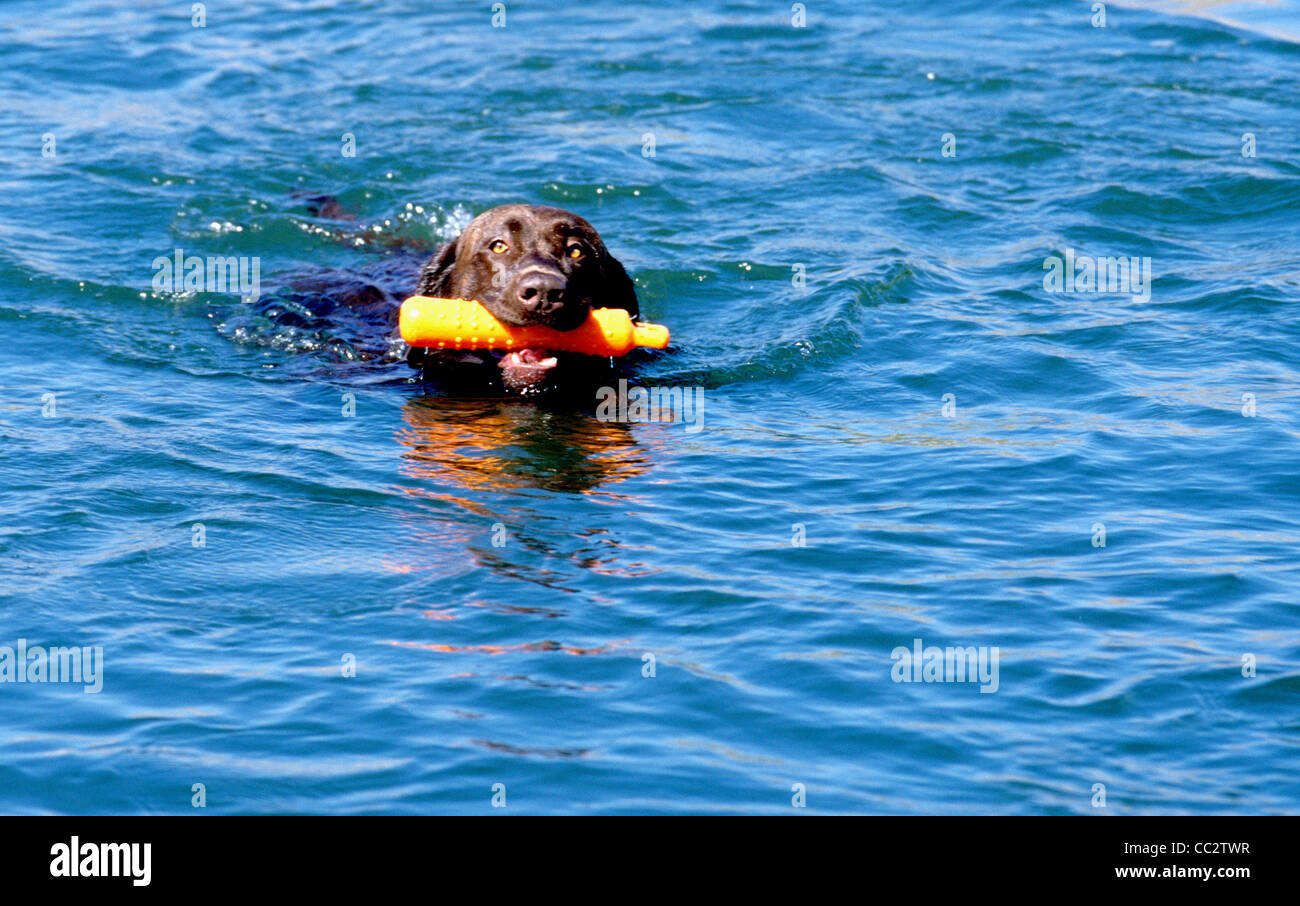 adult chocolate Labrador retriever retrieving bumper Stock Photo