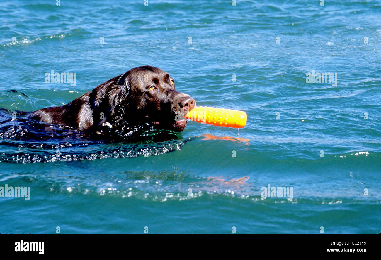 adult chocolate Labrador retriever retrieving bumper Stock Photo