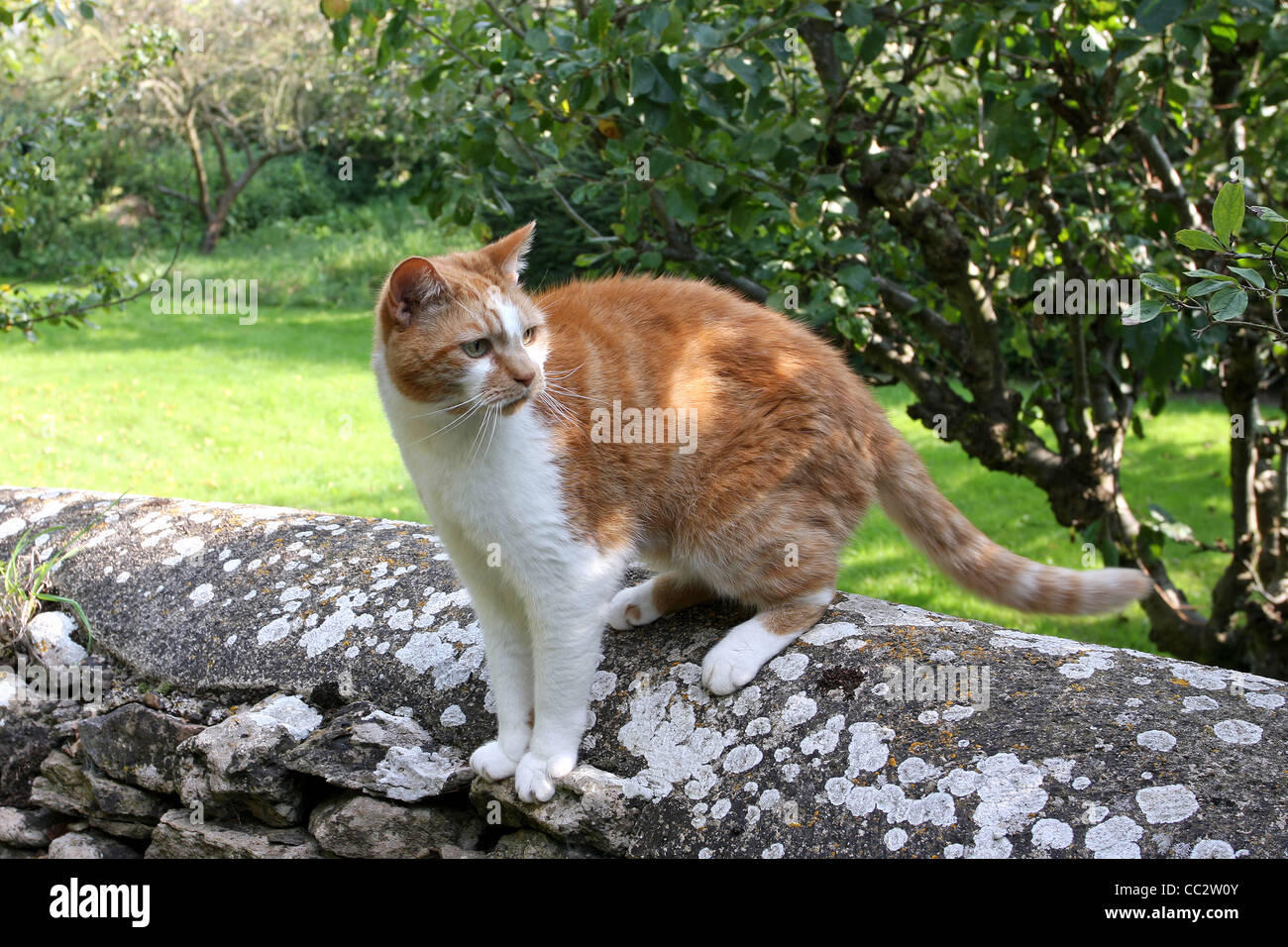 Sat On Wall High Resolution Stock Photography And Images Alamy