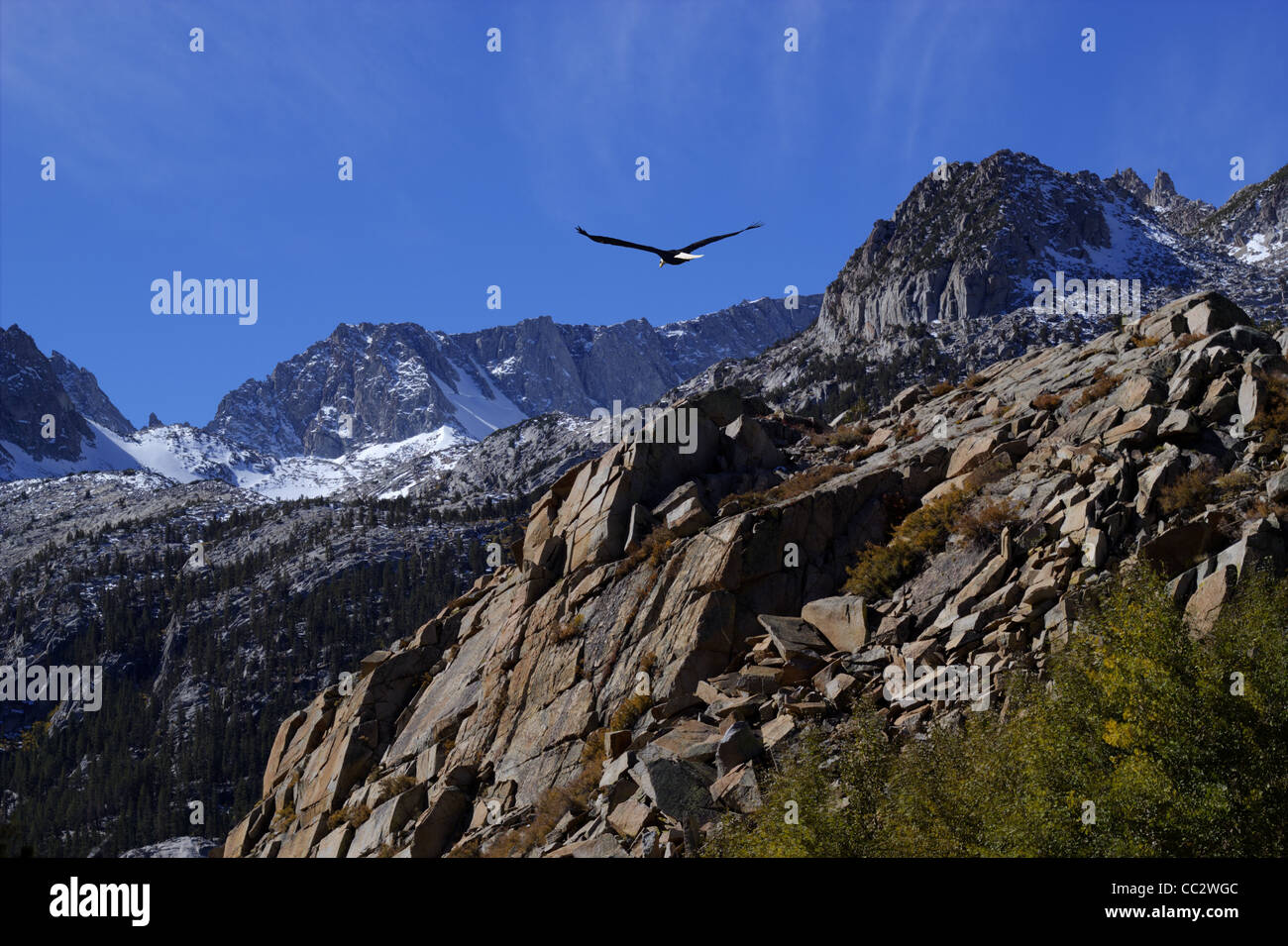 Bald eagle soaring over rocky peaks with a bright blue sky Stock Photo ...