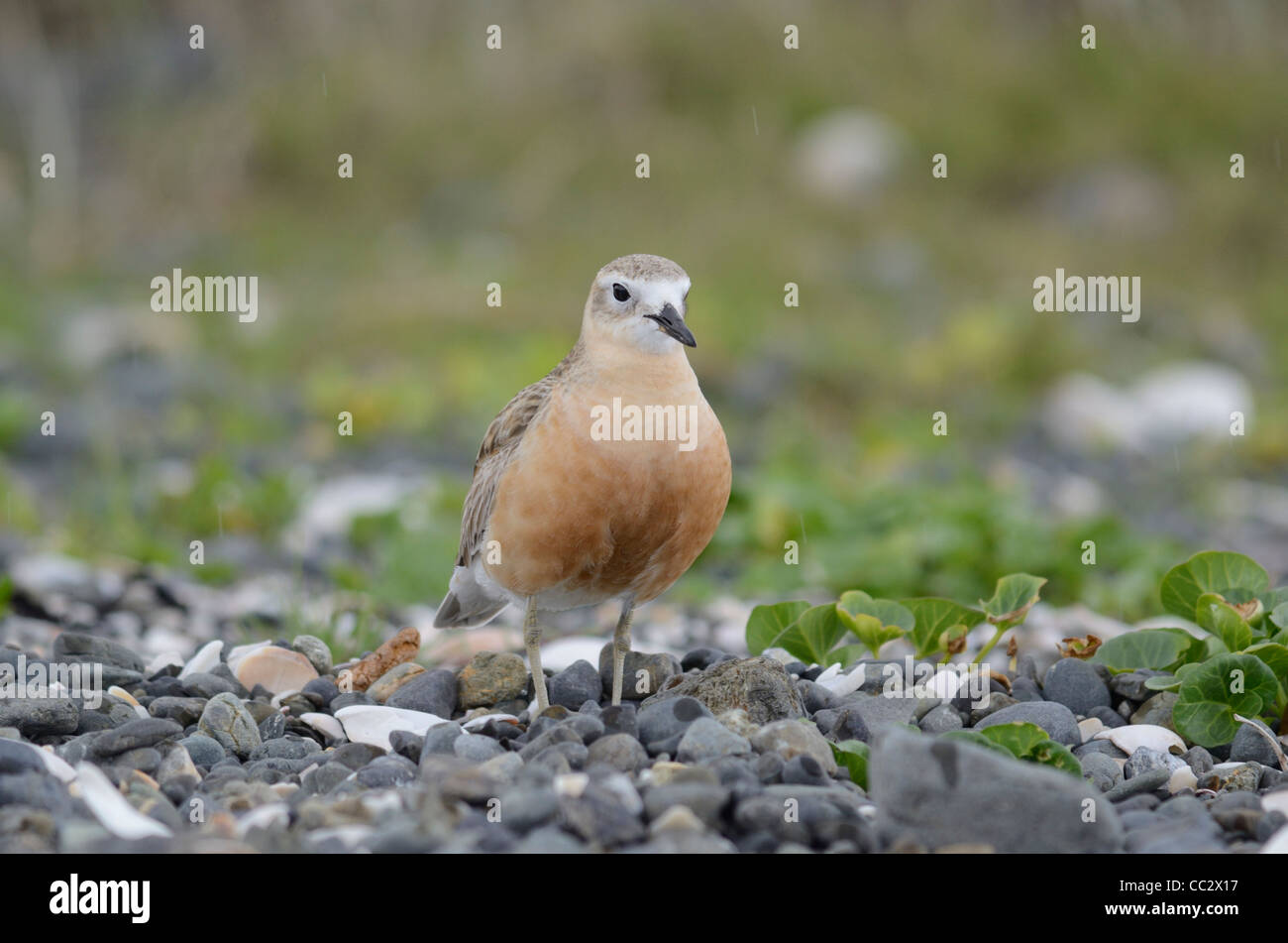 New Zealand dotterel Charadrius obscurus endemic bird species of New Zealand Stock Photo