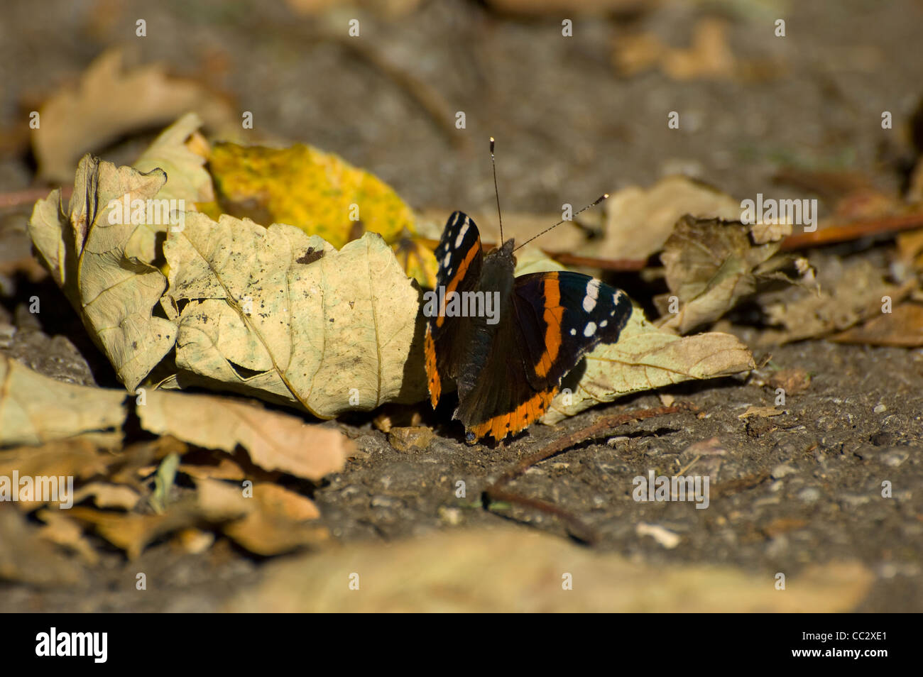 Taken on the 15th October 2011 at Alexandra Palace, London. Wild Red Admiral butterfly, Vanessa Atalanta, Nymphalidae. Common. Stock Photo
