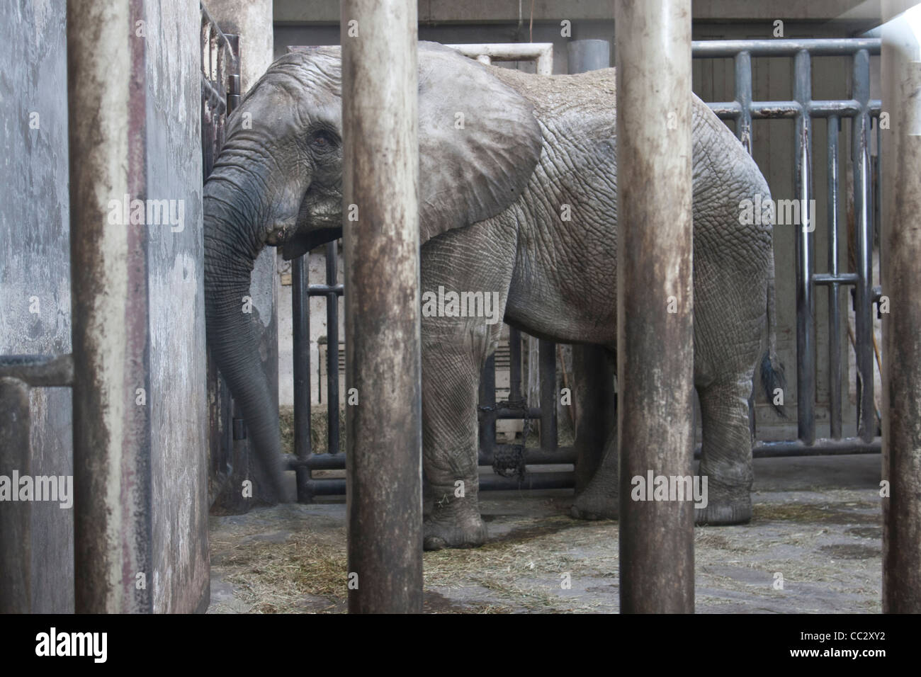 elephant in jail Stock Photo