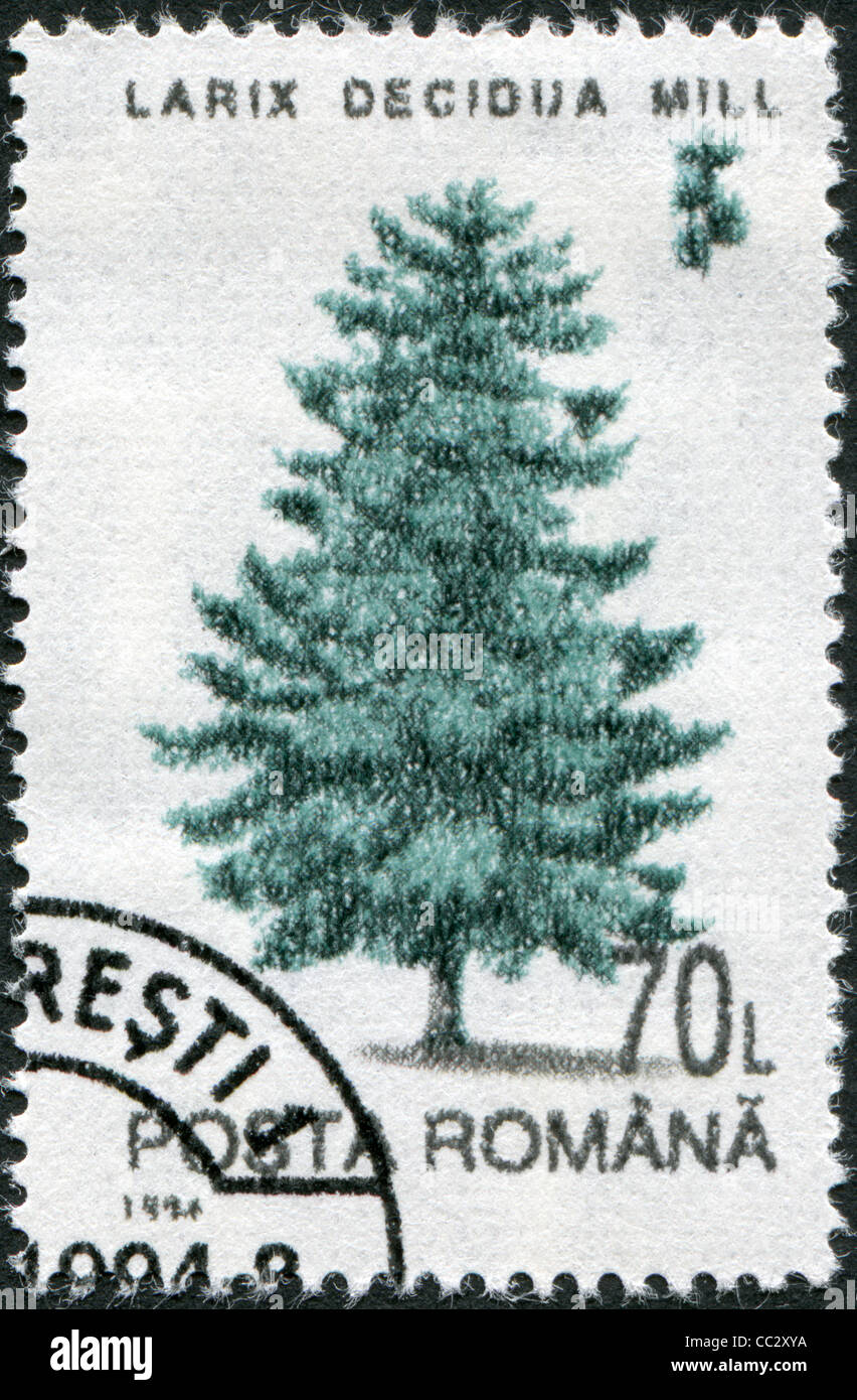 ROMANIA - CIRCA 1994: A stamp printed in the Romania, shows Larix decidua, circa 1994 Stock Photo