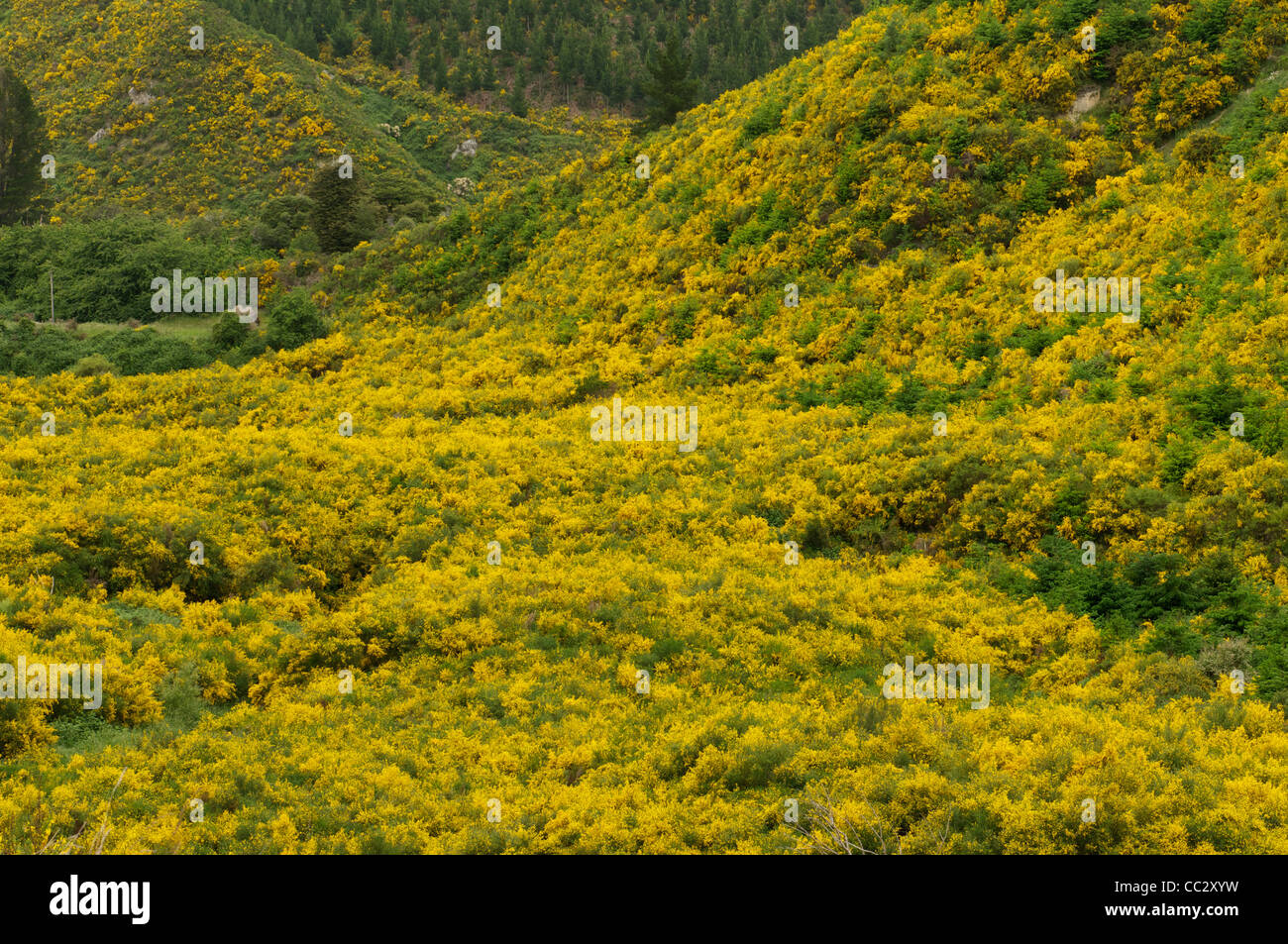 Hillside of springtime fragrant Broom 'Cytisus scoparius' growing in the  Canterbury region of New Zealand Stock Photo