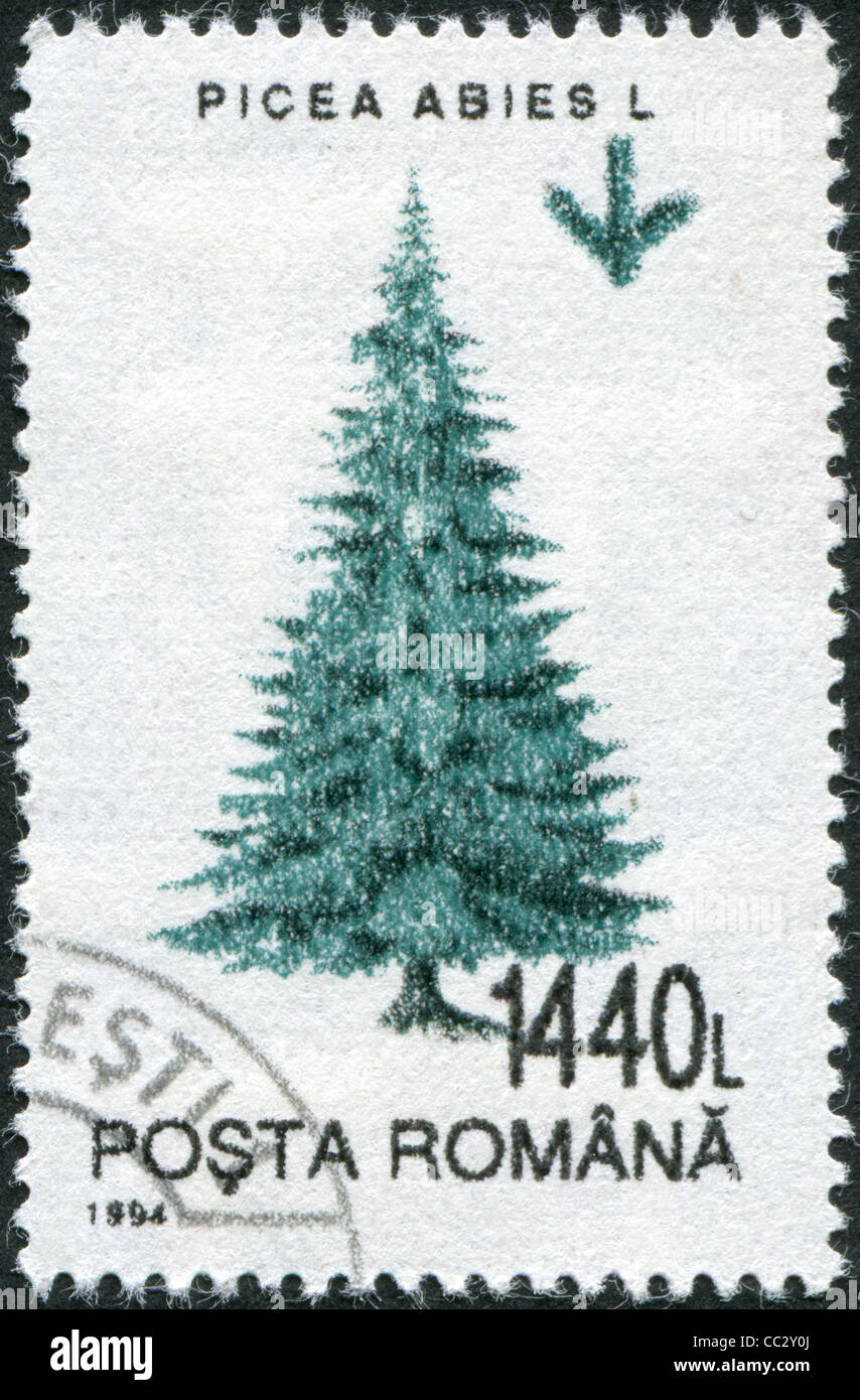 ROMANIA - CIRCA 1994: A stamp printed in the Romania, shows the Norway Spruce (Picea abies), circa 1994 Stock Photo
