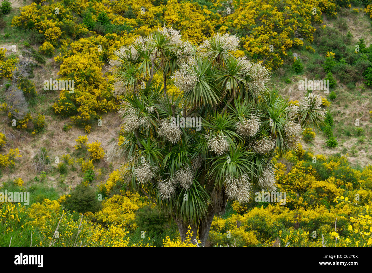 Flowering Cabbage Tree  'Cordyline australis' growing in the Canterbury region of New Zealand Stock Photo