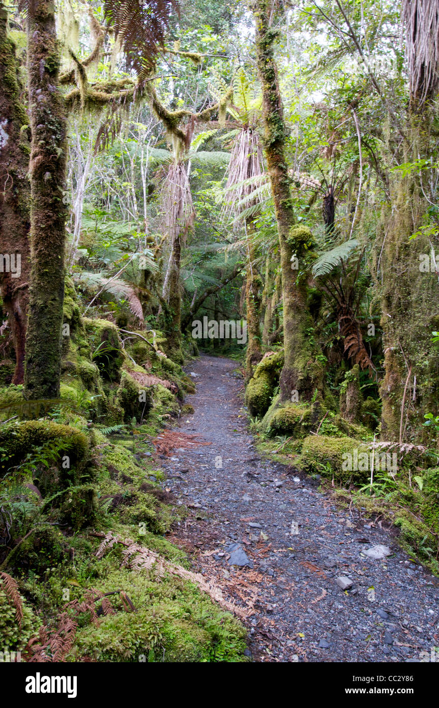 Rainforest track to the Franz Josef  Glacier South Island New Zealand Stock Photo