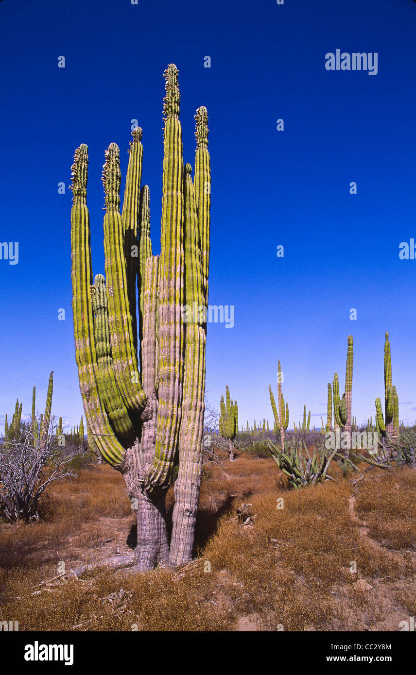 Mexico, Baja California, Cardon Cactus Stock Photo