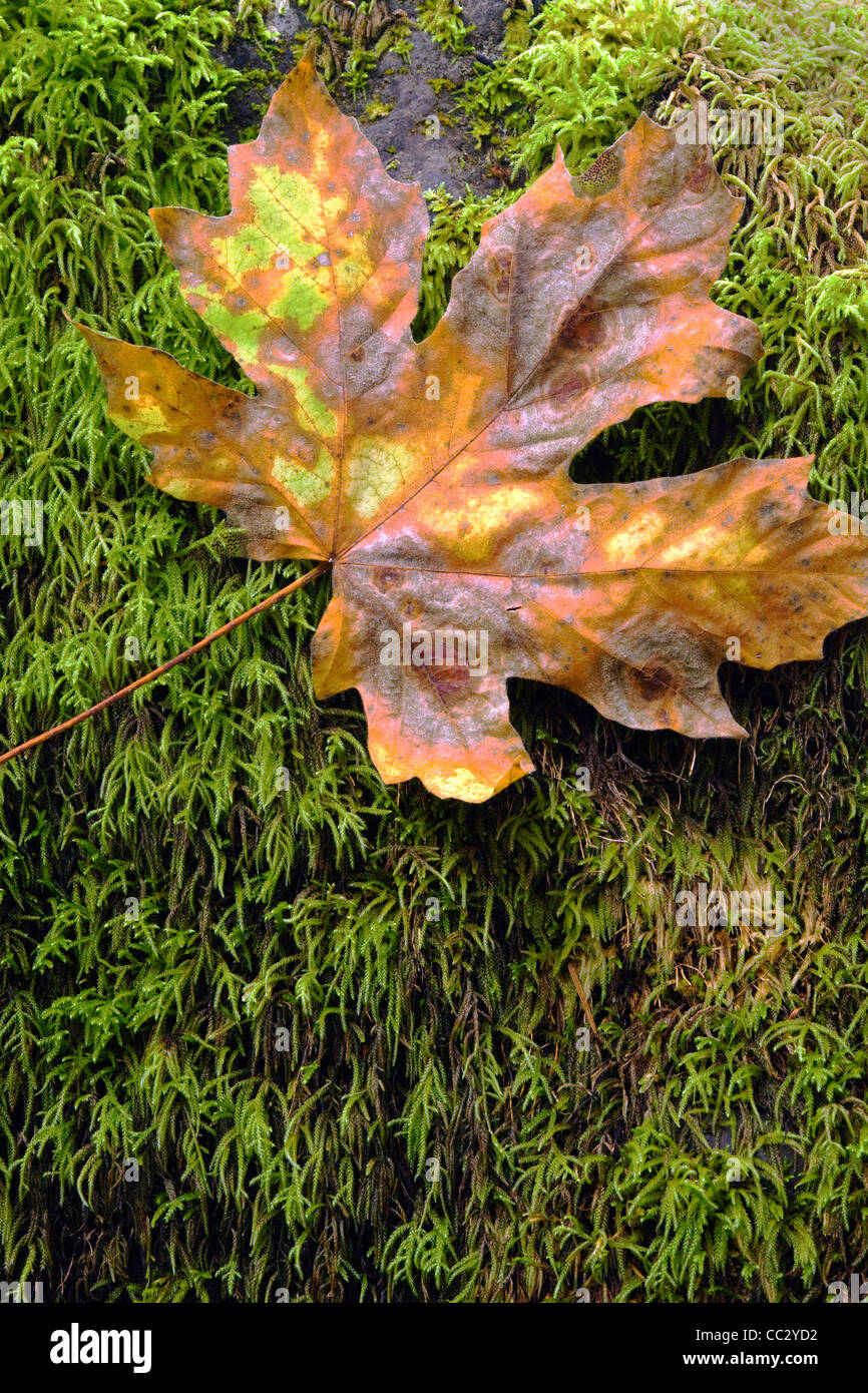 Mossy Rocks Fall Close up of fall leaf on a mossy rock Stock Photo - Alamy
