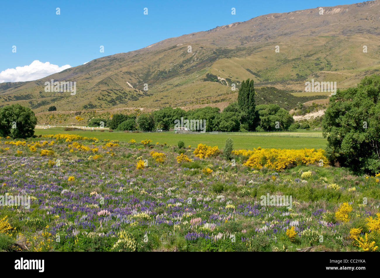 Lupins and broom in the Cardrona Valley near Queenstown South Island New Zealand Stock Photo
