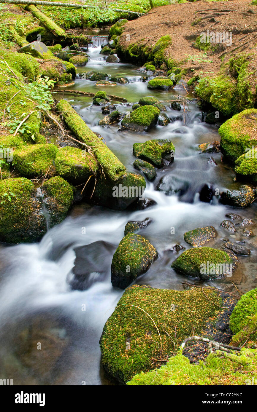 Fall Forest Stream located in Mt Hood National Forest, Oregon Stock Photo