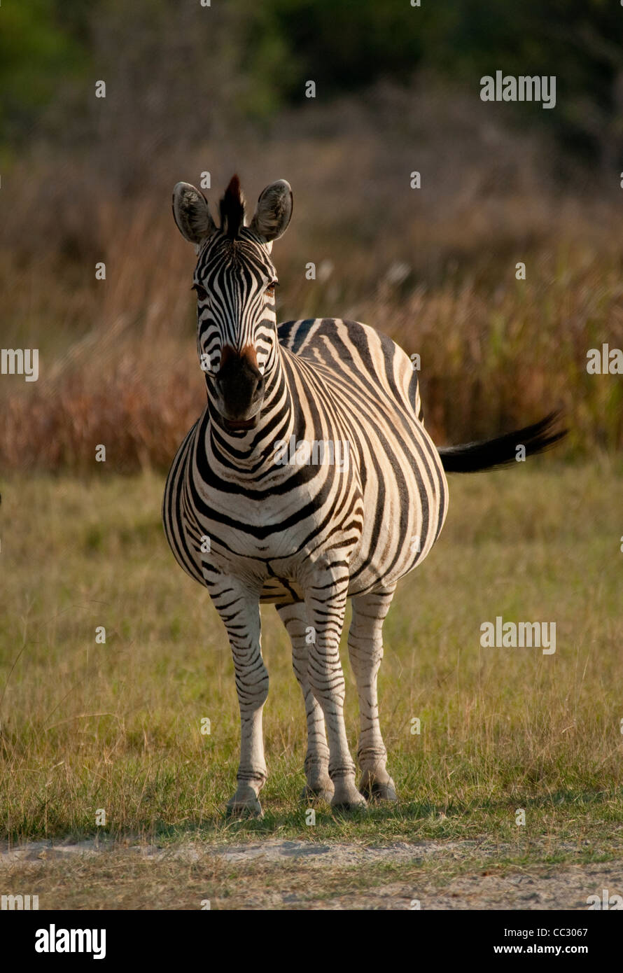 Africa Botswana-Pregnant Burchell's Zebra in plains (Equus burchellii) Stock Photo