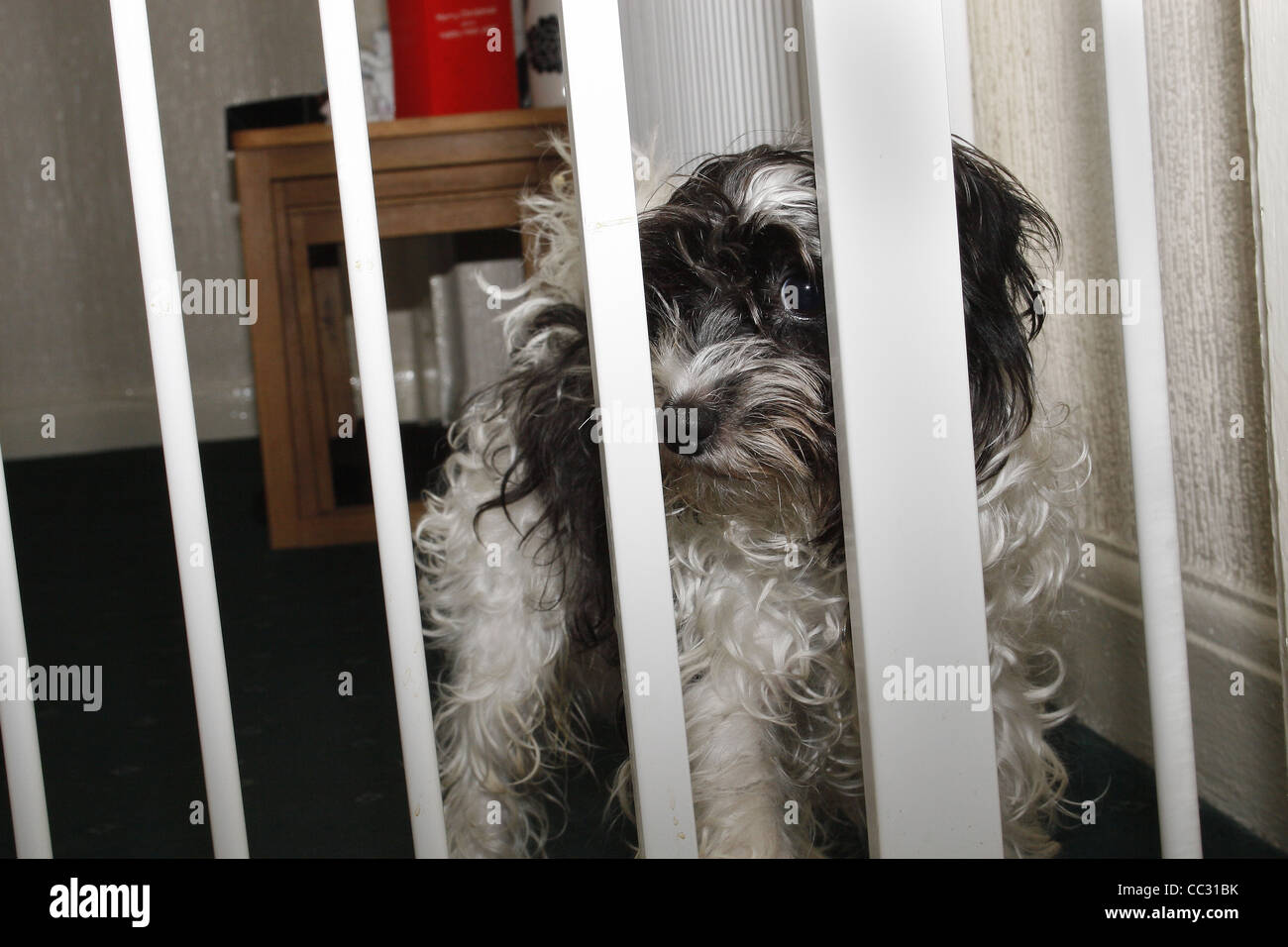 dog stuck behind chilld safety gate Canis lupus familiaris Stock Photo