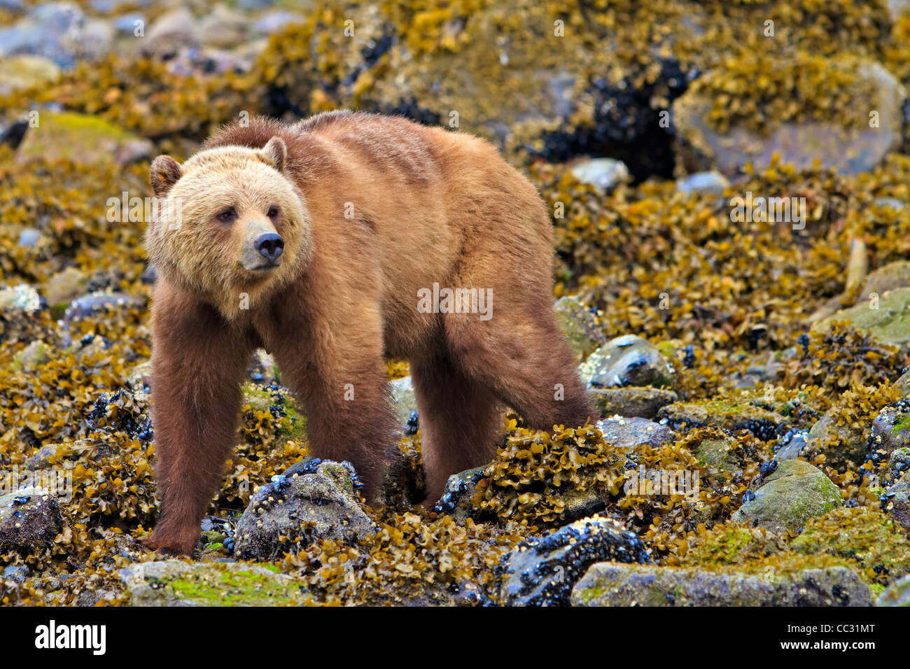 Coastal Grizzly bear searching for food at low tide on the British Columbia Mainland, Canada Stock Photo
