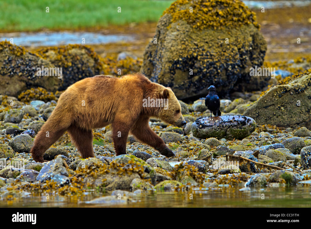 Coastal Grizzly bear and raven, searching for food at low tide on the British Columbia Mainland, Canada Stock Photo