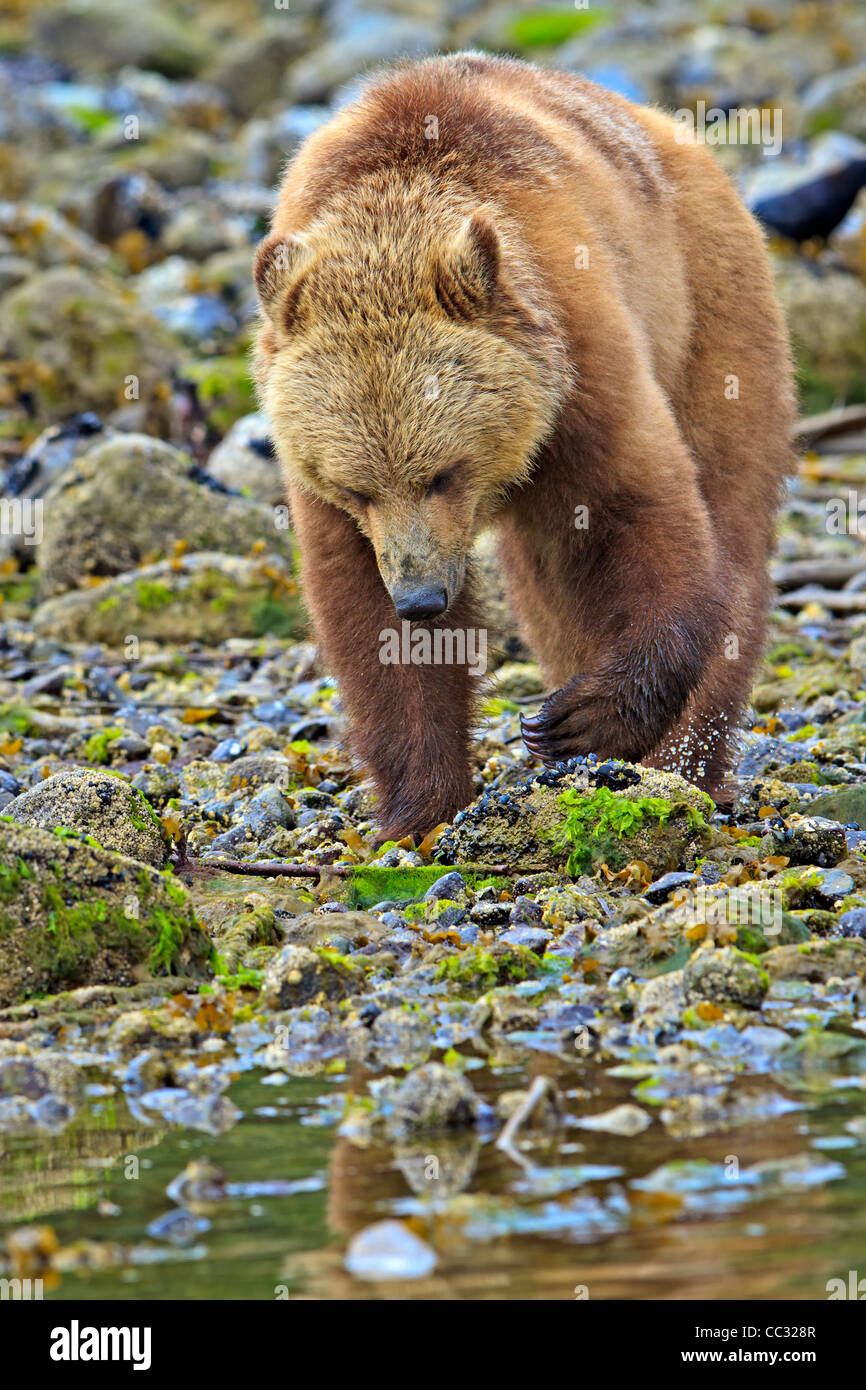 Coastal Grizzly bear searching for food at low tide on the British Columbia Mainland, Canada Stock Photo