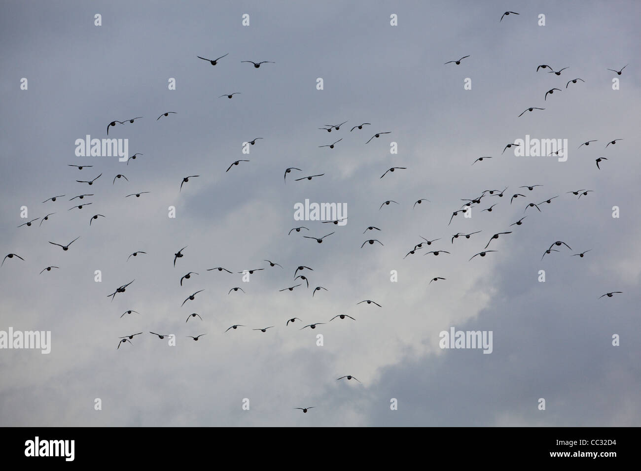 European Wigeon (Anas penelope). Flight. Flying away from onlooker. December. Buckingham Marshes. Norwich, Norfolk. Stock Photo