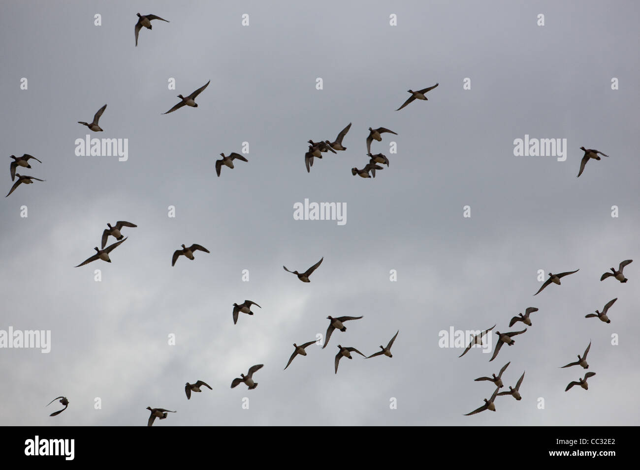 European Wigeon (Anas penelope). Flight. Stock Photo
