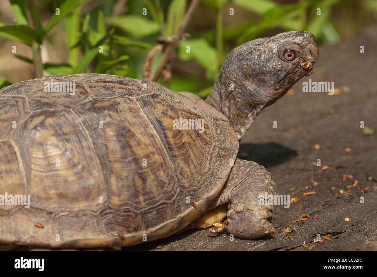 North American Box Turtle (Terrapene carolina Stock Photo Alamy