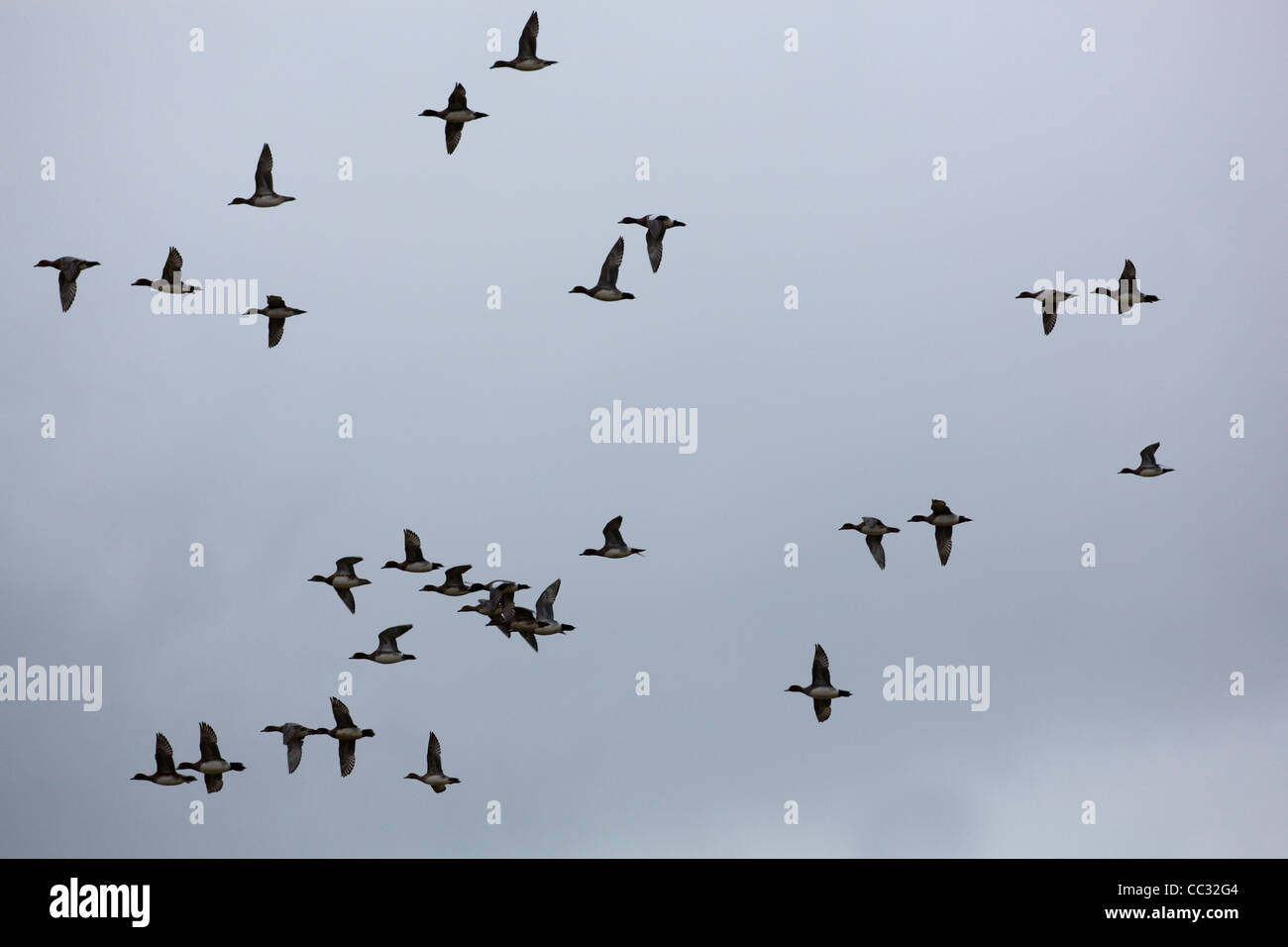 European Wigeon (Anas penelope). Flight. Stock Photo