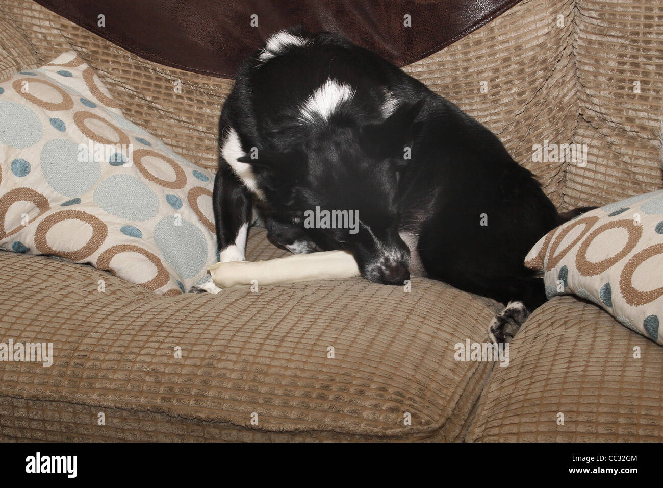 dog chewing rawhide toy Canis lupus familiaris Stock Photo Alamy
