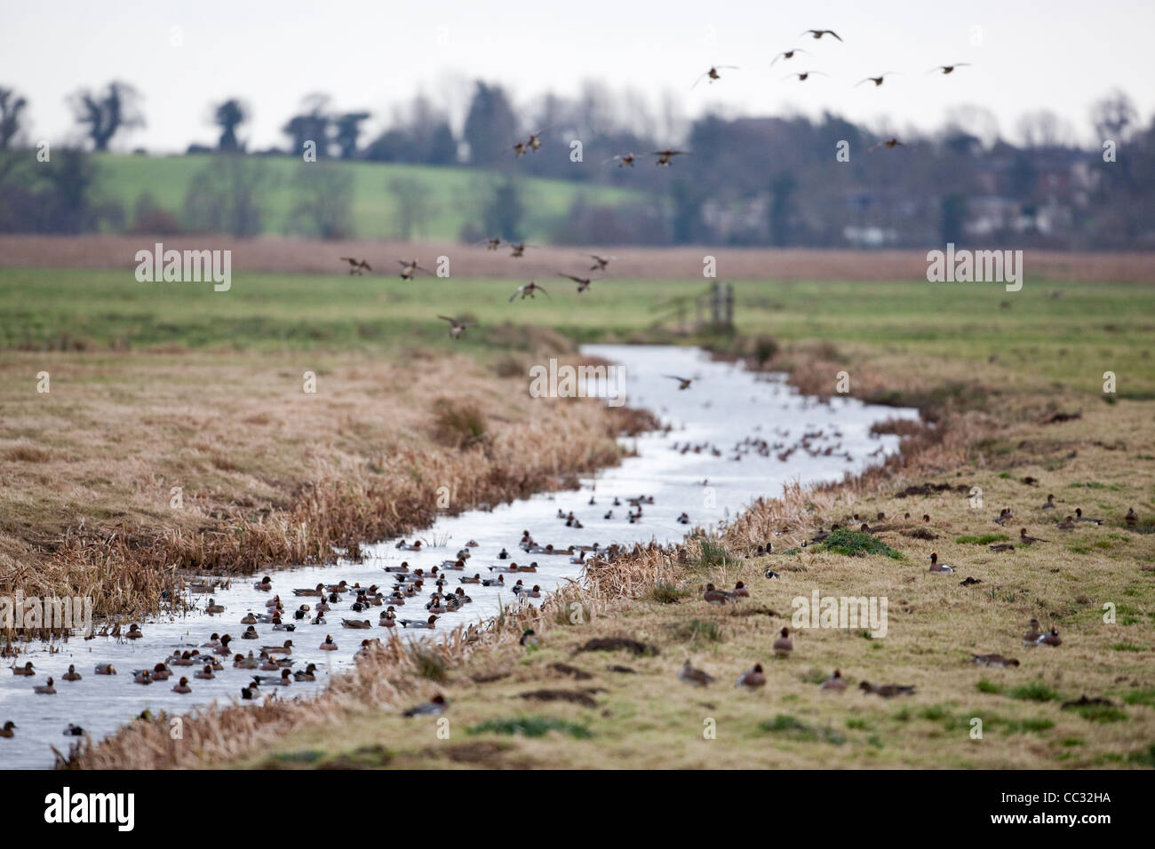 European Wigeon (Anas penelope). Alighting to drink and bath in a freshwater dyke. Stock Photo