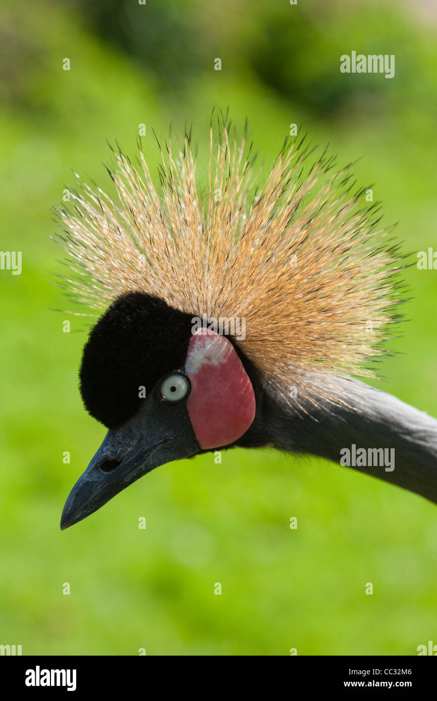 Black or West African Crowned Crane (Balearica pavonina pavonina). Portrait. Ruffle Bow display. Stock Photo