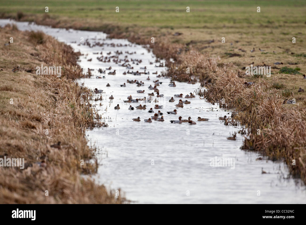 European Wigeon (Anas penelope). Alighting to drink and bath in a freshwater dyke. Stock Photo