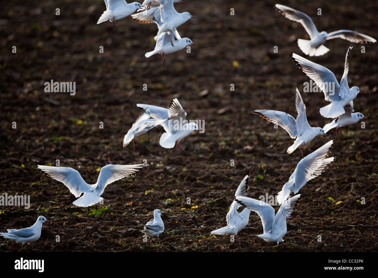 Black-headed Gulls (Larus ridibunda). Following a disc harrow drawn by a tractor to collect disturbed invertebrates. Stock Photo