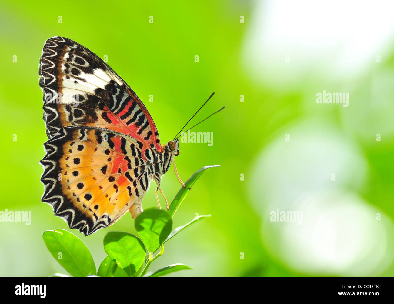 A colorful butterfly sitting on a plant Stock Photo - Alamy