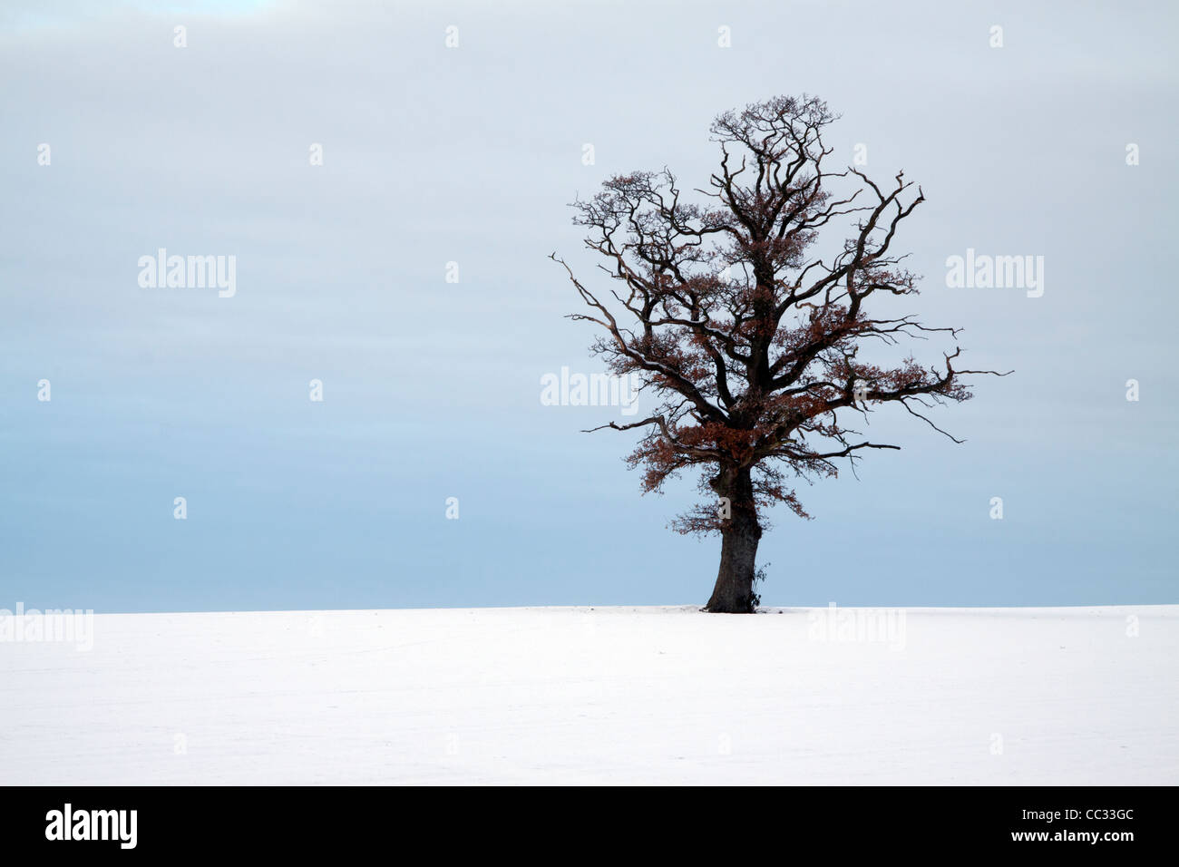 A single oak tree standing in a snow covered field in Dorset, England ...