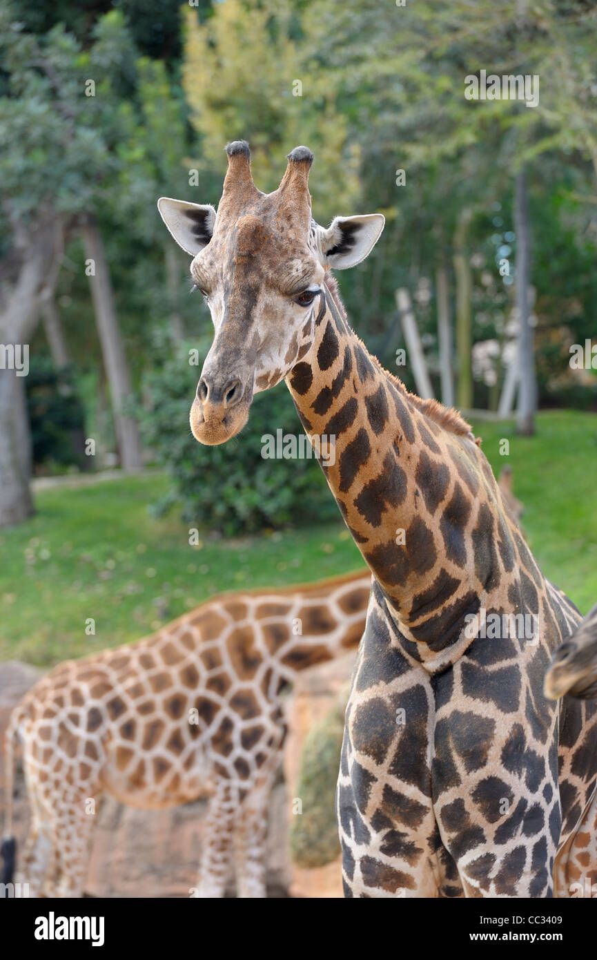 Cartoon giraffe hi-res stock photography and images - Alamy