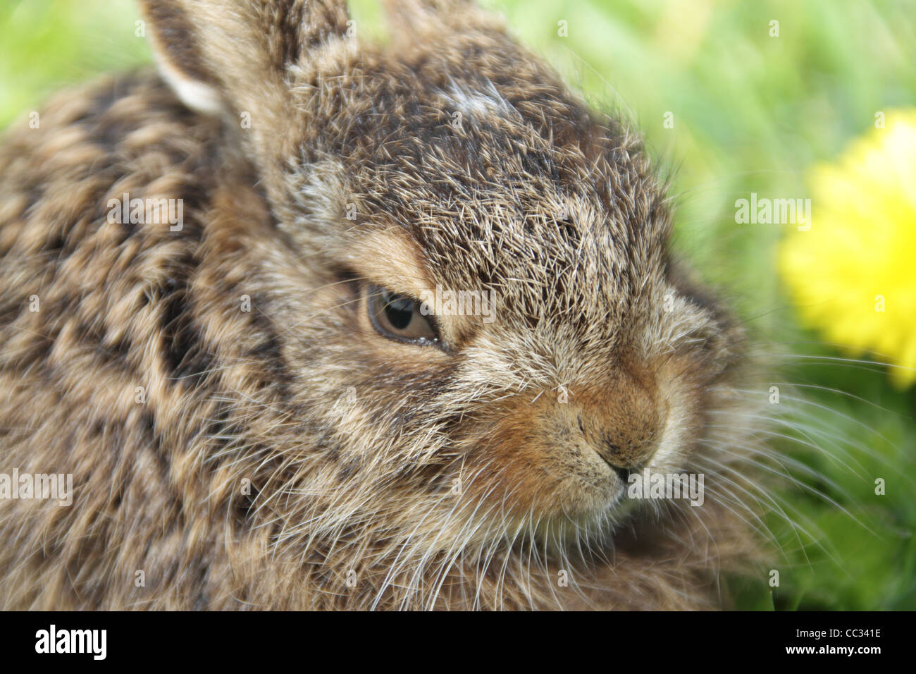 Little hare portrait, shot macro shallow depth of field Stock Photo