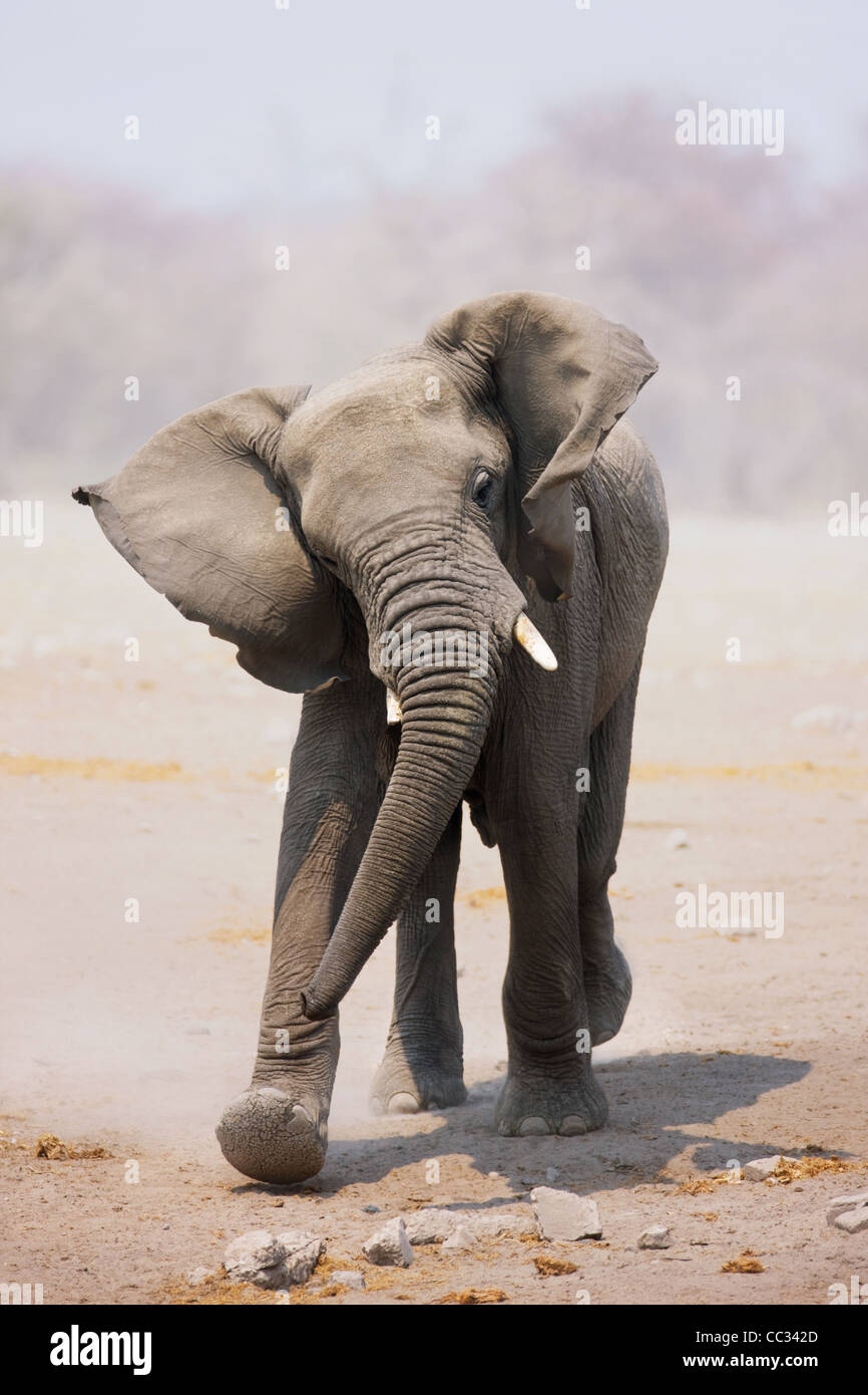 Young Elephant mock charging; Loxodonta Africana; Etosha Stock Photo